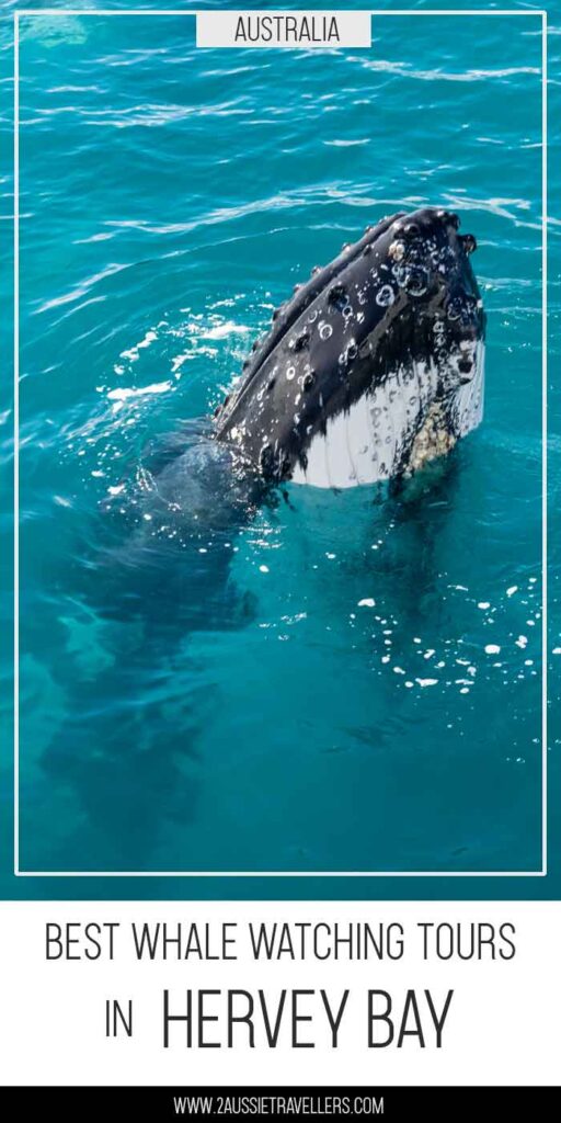 Best whale watching tours in Hervey Bay pinterest poster