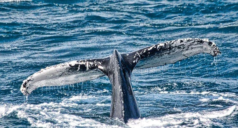 Whale Watching in Hervey Bay - 2 Aussie Travellers