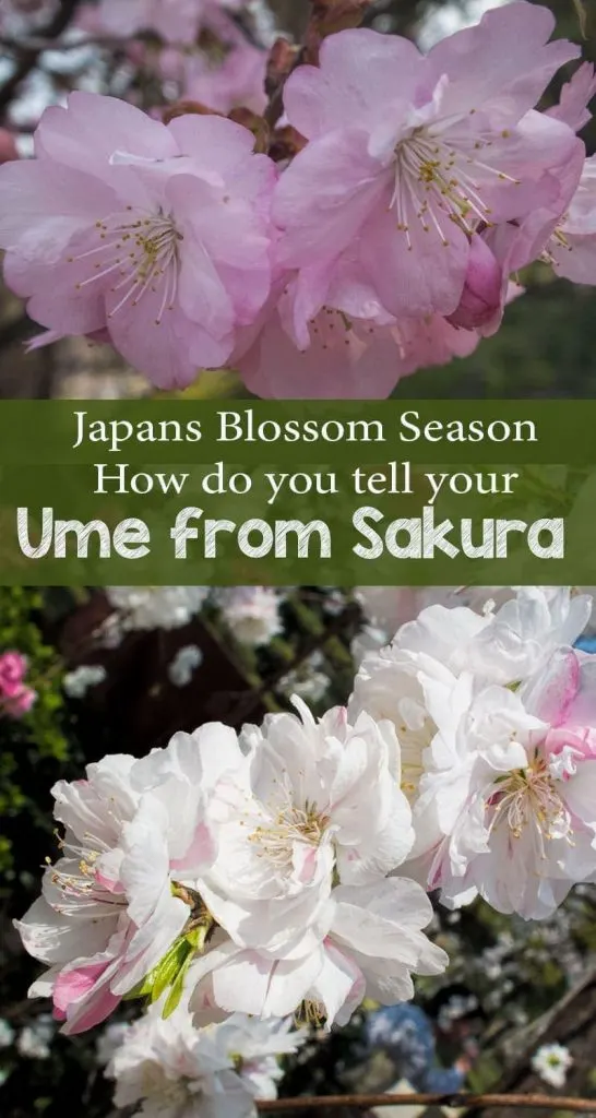 Sakura and ume - Japans cherry and plum blossoms