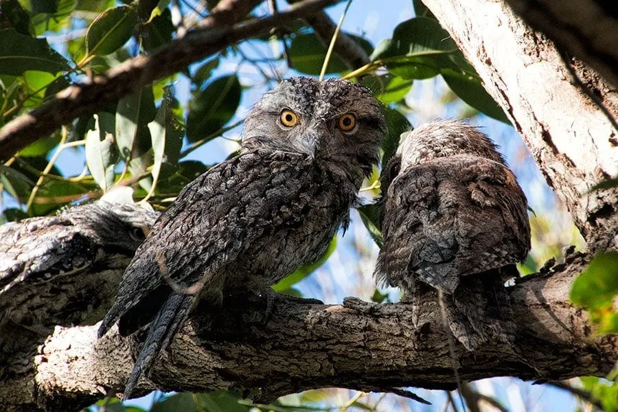 Tawny Frogmouths | 2 Aussie Travellers