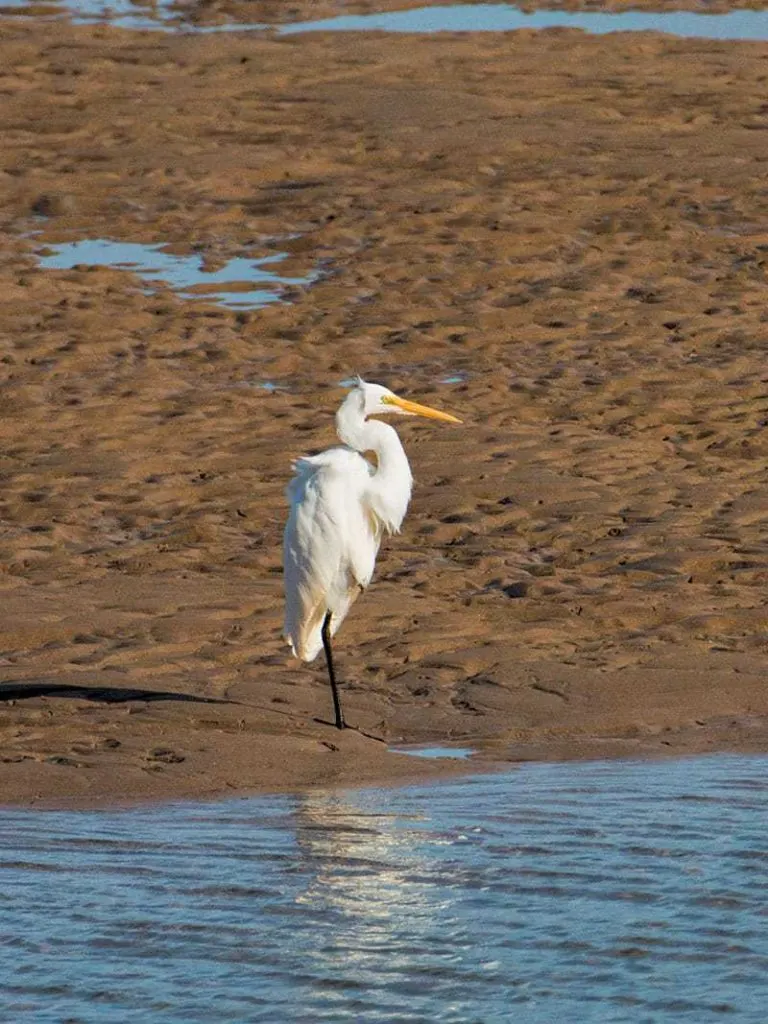 Eastern Great Egret | 2 Aussie Travellers