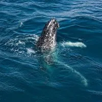 Hervey Bay Whales