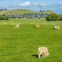 Sheep in Ambury park in Auckland