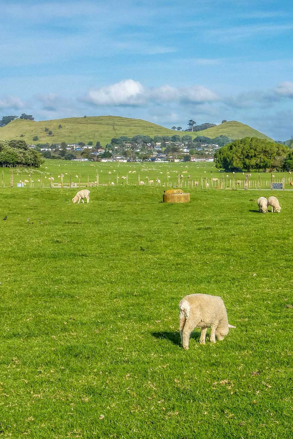 Sheep in Ambury park in Auckland