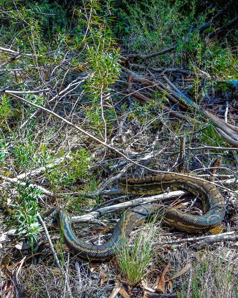 large carpet python (snake) on Twin Falls walk