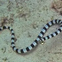 Banded sea snake