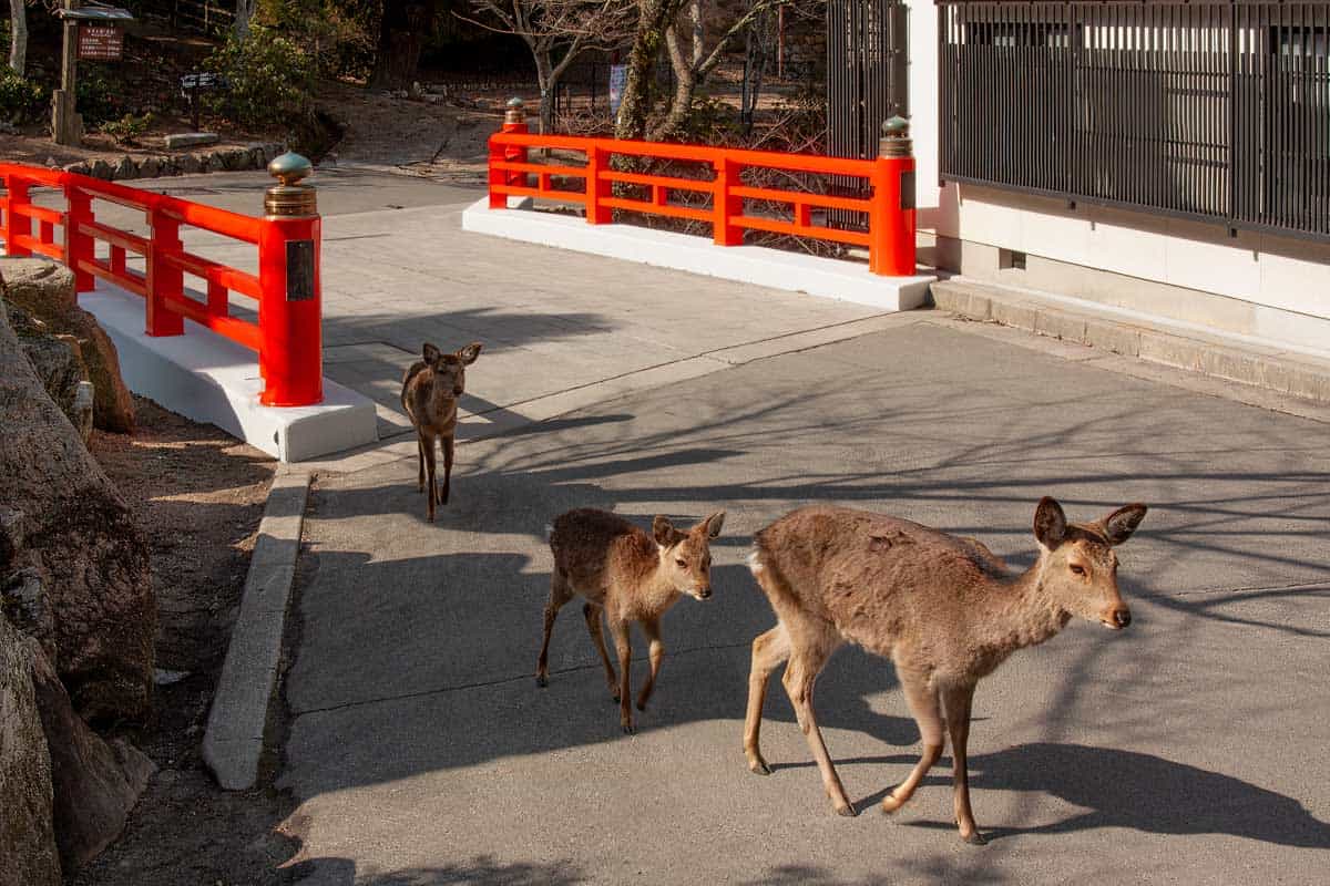 Deer with fawns walking through street in Miyajima
