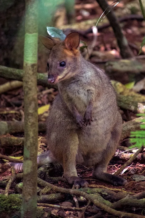 Red legged pademelon at Mary Cairncross Scenic Reserve