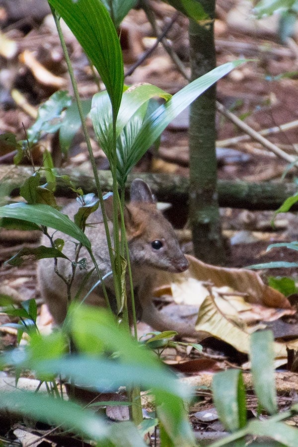 Red legged pademelon at Mary Cairncross Scenic Reserve