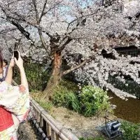 The complete guide to sakura in Kyoto, Japan