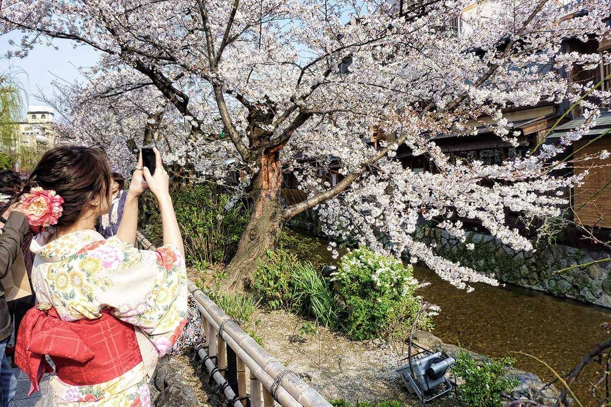 15 best spots to experience Cherry Blossom in Kyoto
