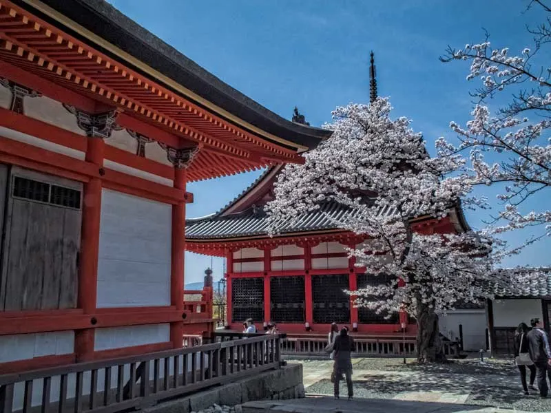 Kiyomizudera temple in sakura season