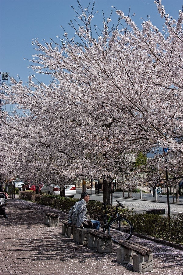 Sakura in Kyoto