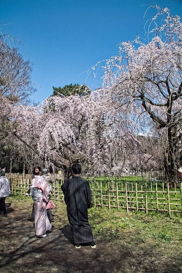 Sakura at the Imperial Palace