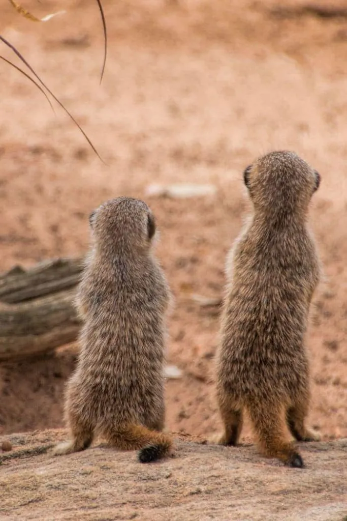 Meerkat babies (called pups) provided so much entertainment at Taronga Zoo Sydney