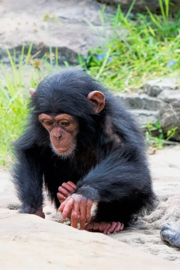 A baby chimp at Taronga Zoo in Sydney