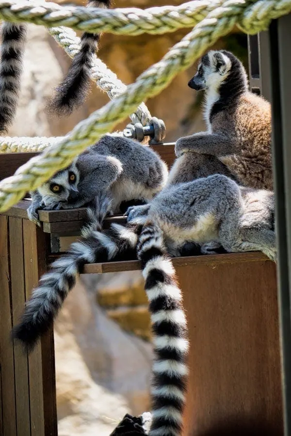 The lemur exhibit at Taronga Zoo in Sydney is excellent