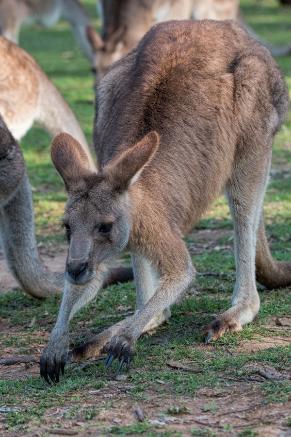 Kangaroos at Lone Pine Koala Sanctuary