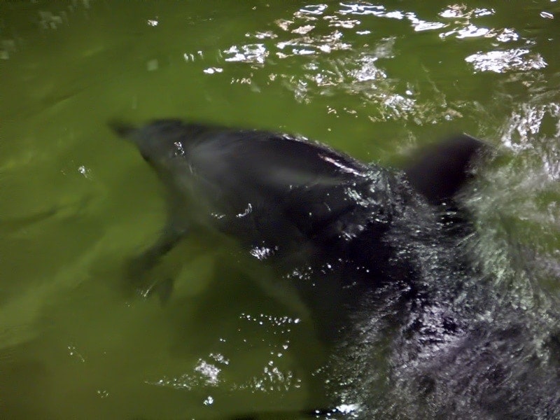 Wild dolphin feeding with Nari at Tangalooma Island Resort