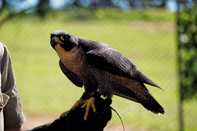 Peregrine falcon at Lone Pine Koala Sanctuary
