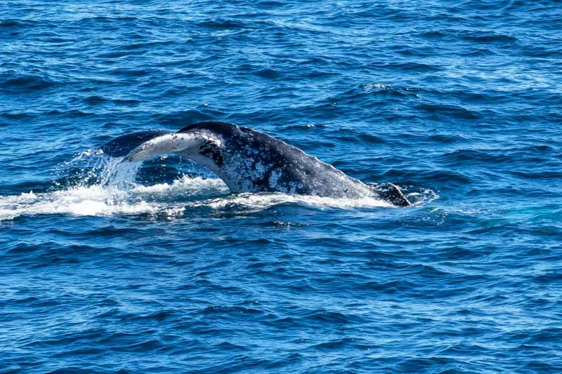 Tangalooma whale watching off Morton Island