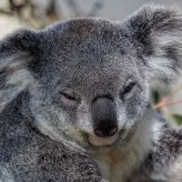 Koala at Lone Pine Koala Sanctuary