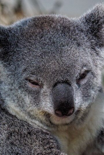 Koala at Lone Pine Koala Sanctuary