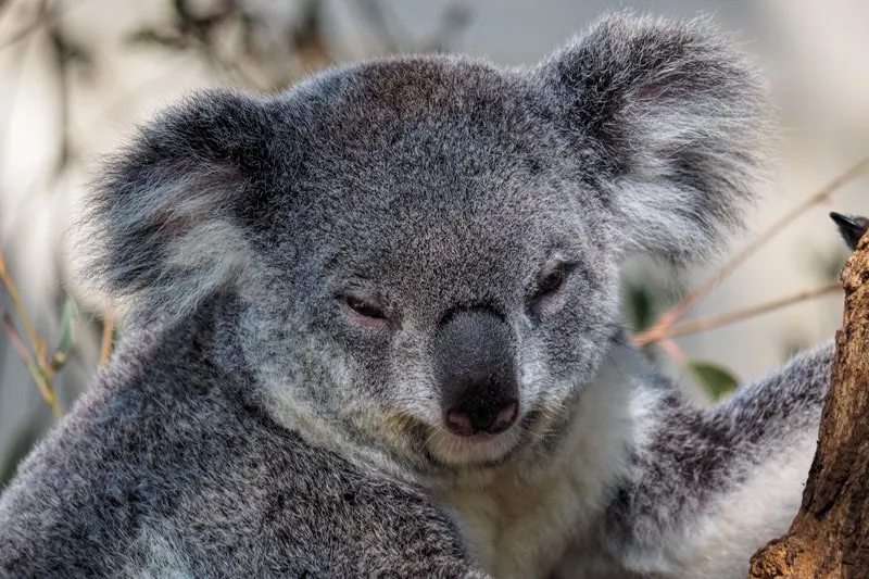 10 Reasons To Visit Lone Pine Koala Sanctuary