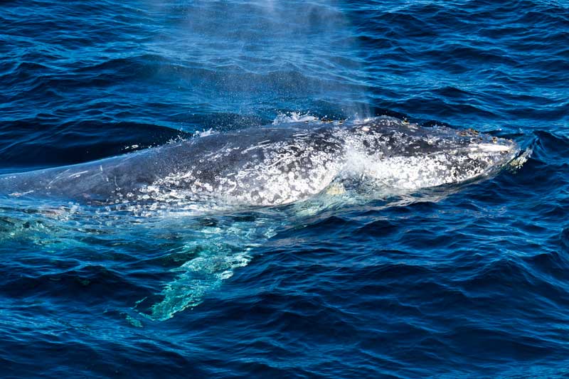 Avistamiento de ballenas Tangalooma en la isla Morton