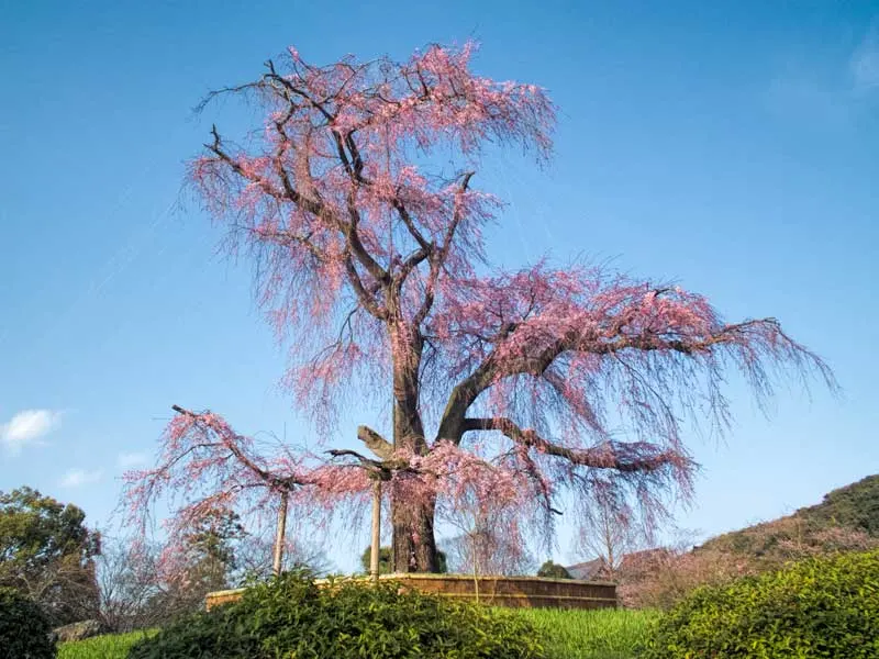 Maruyama parks weeping cherry tree in Kyoto