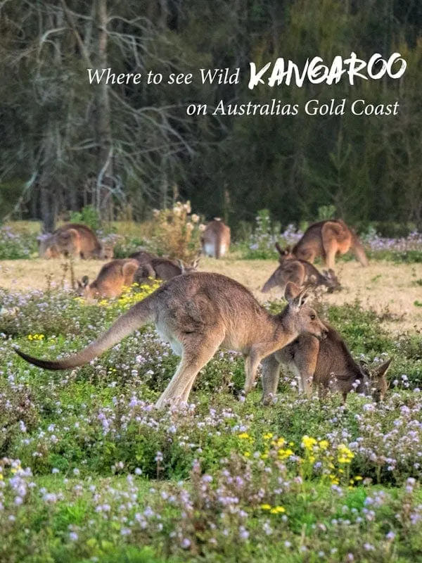 Kangaroos at Coombabah