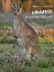 Kangaroos on the Gold Coast