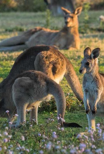Wild kangaroos on the Gold Coast