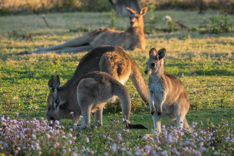 Wild kangaroos on the Gold Coast