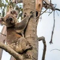Koala at Tweeters Country Getaway
