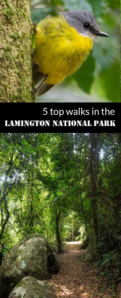 5 top walks in the Lamington National Park | Australia