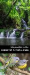 Lamington National Park Pinterest Poster