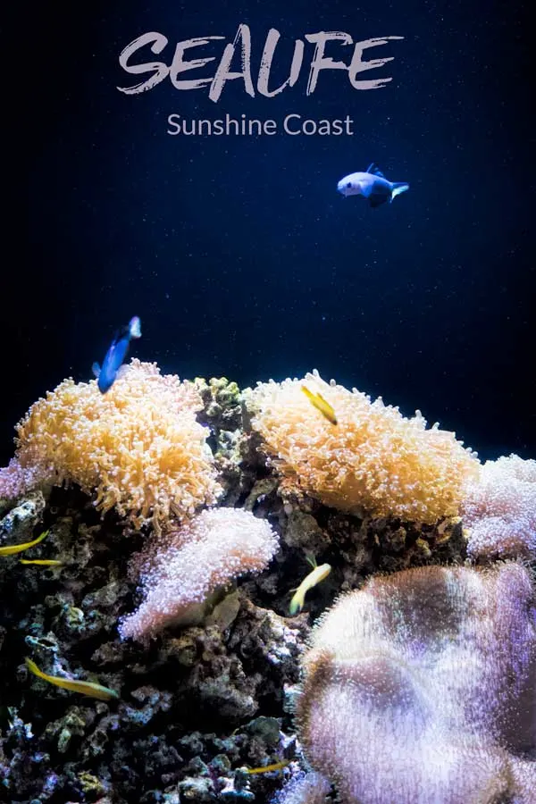 Underwater Discoveries at SEA LIFE Sunshine Coast, Australia