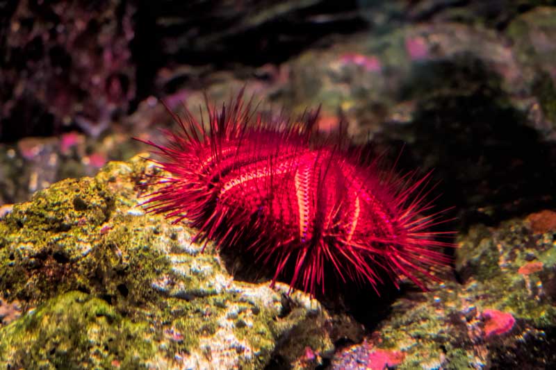 Red Sea Urchin at SEA LIFE Sunshine Coast