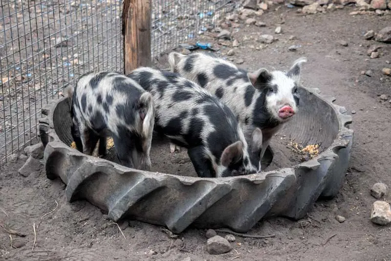 Pigs at Tweeters Country Getaway
