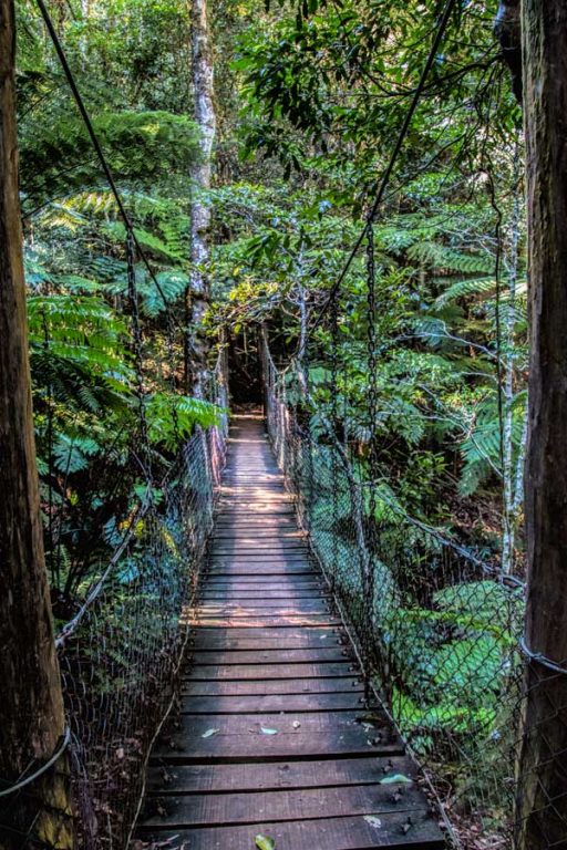 The Best Lamington National Park Walks