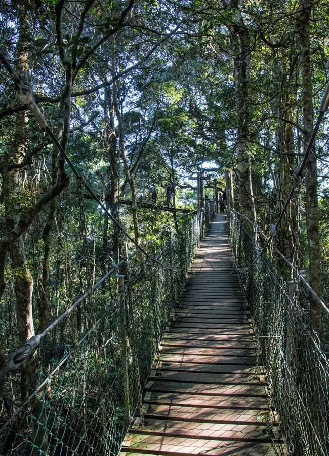 Tree top walk O'Reillys Rainforest Retreat