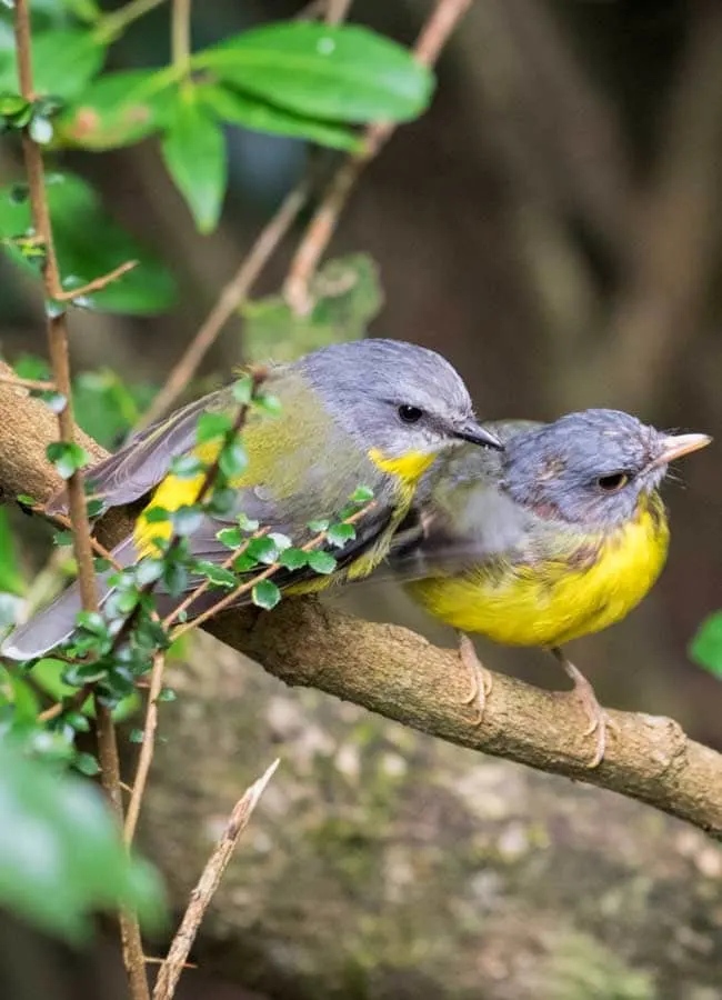Parent and baby Eastern Yellow Robin