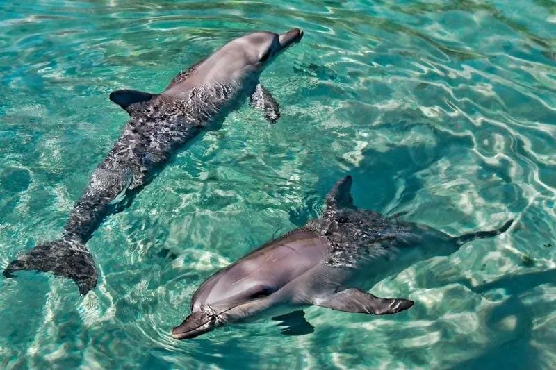 Dolphins at Sea World