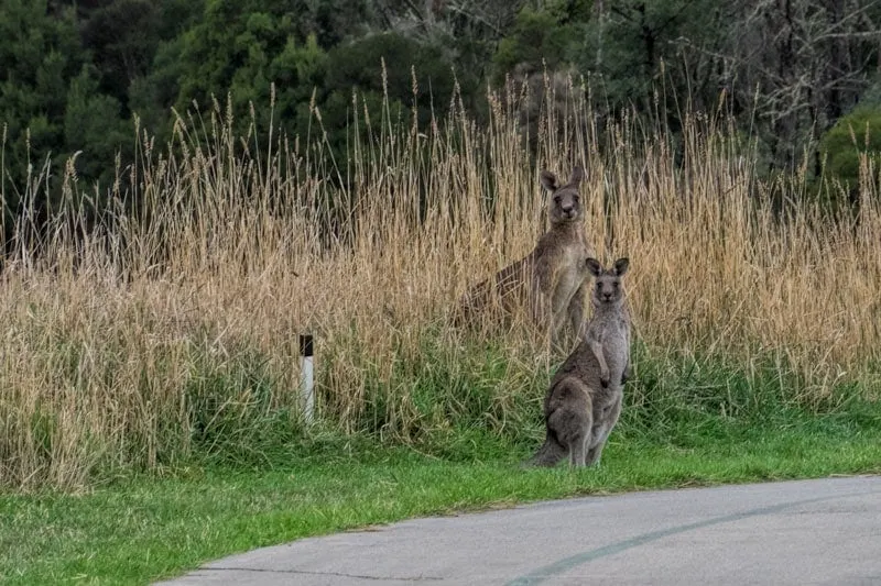 Kangaroos at Yarra Valley Lodge