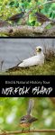 Birds and Natural History Tour, Norfolk Island, Australia