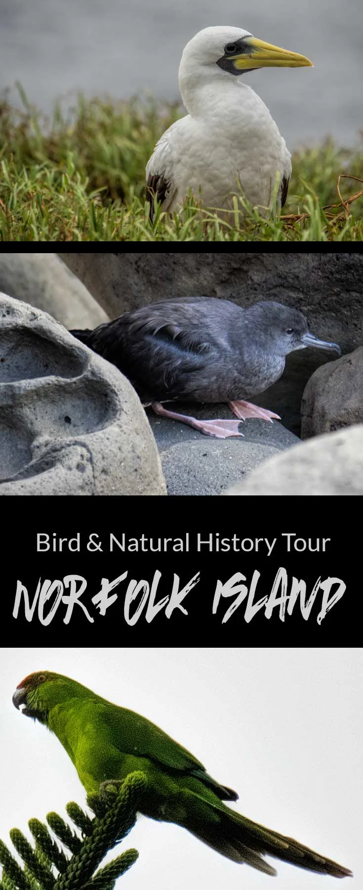 Birds and Natural History Tour, Norfolk Island, Australia