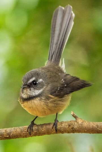 Norfolk Island Fantail