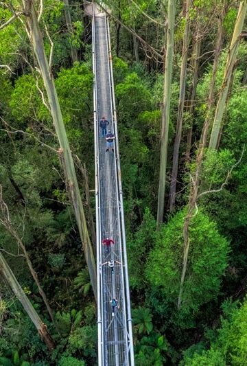 Otway treetop walk