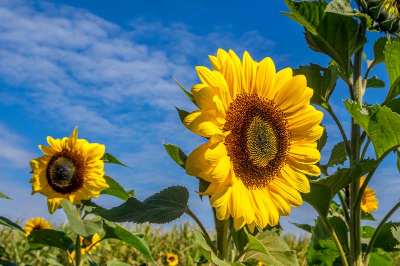 Sunflower farm in Bundaberg